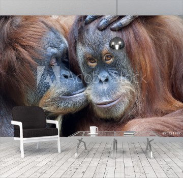 Picture of Wild tenderness among orangutan Mothers kissing her adult daughter